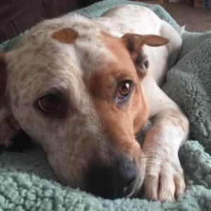 Meet your Posher, Caleb